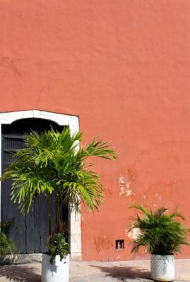 palms against a red plaster wall 1